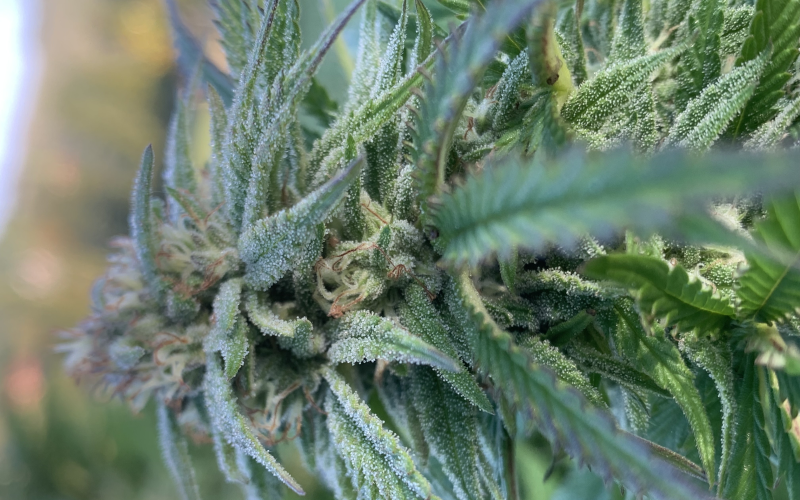 Bel'Weed (image 4)