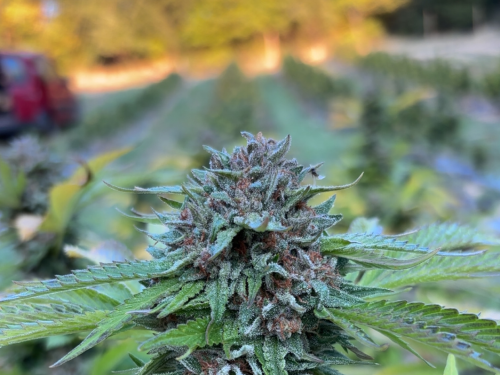 lemon cookie