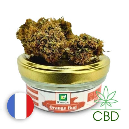 Orange Bud