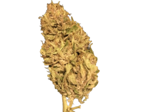 Pink Pineapple